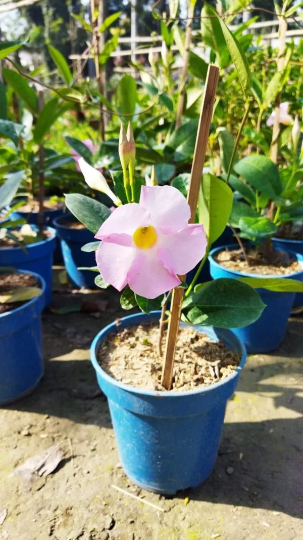 Light_Pink_Allamanda_Flower_Plant_|_For_Home_Garden