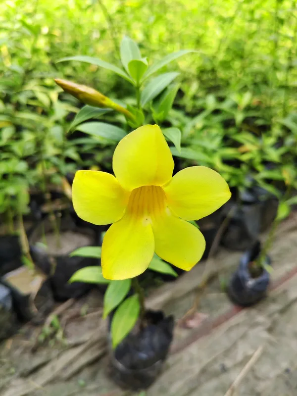Allamanda_Plant_(Hybrid)