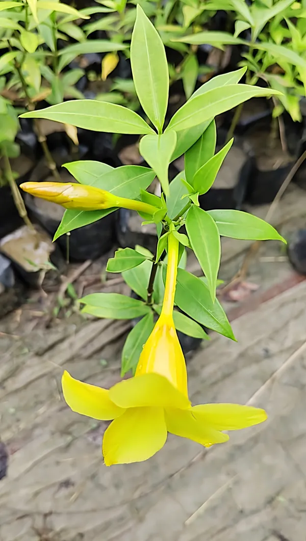 Allamanda_Plant_(Hybrid)