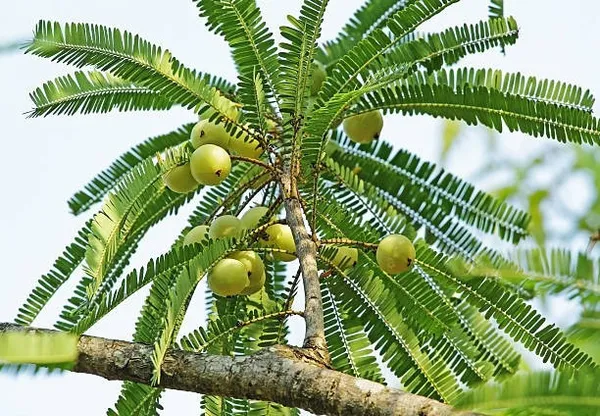 Amla_Grafted_Plant_Hybrid