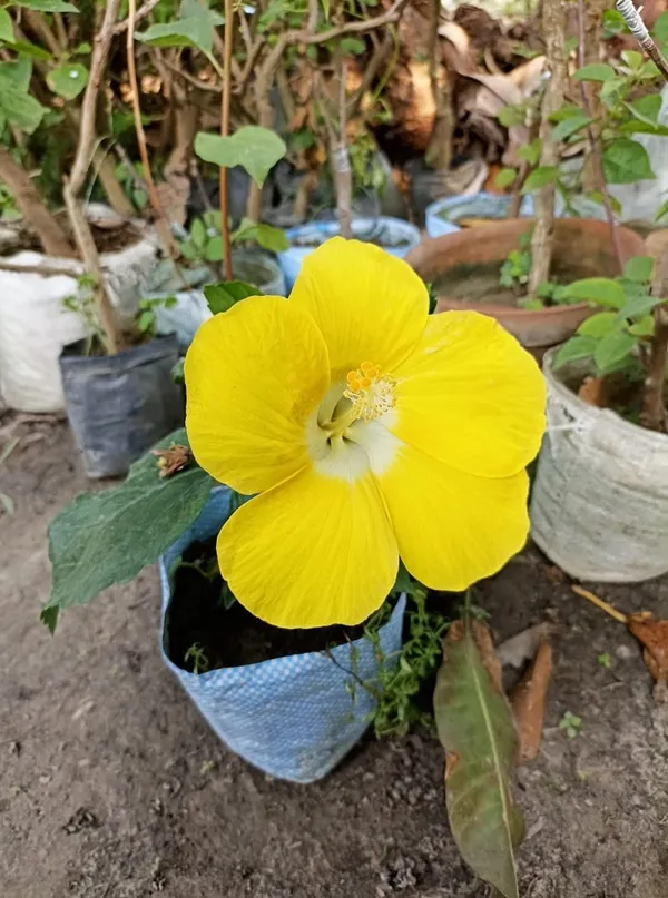 Hibiscus_Plant_(Hybrid)