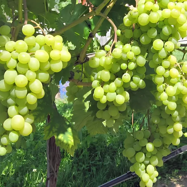 Grapes_Green_Seedless_Hybrid_Thai_Variety