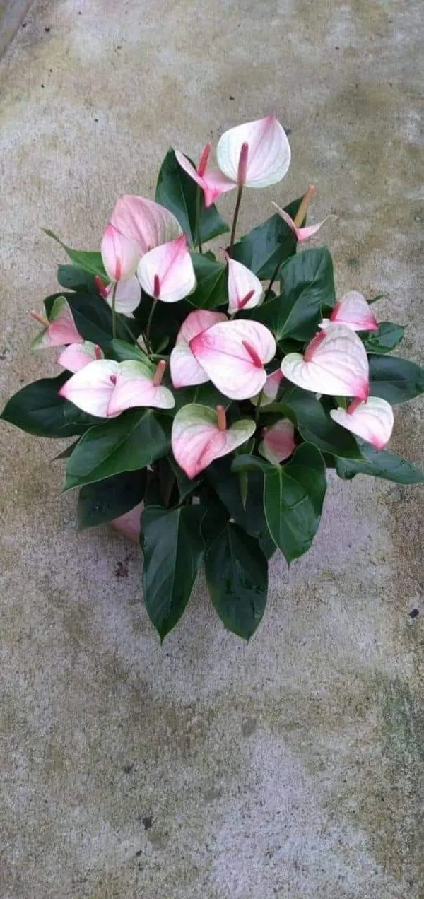 Anthurium_Plant_For_Your_Home_And_Garden_Area