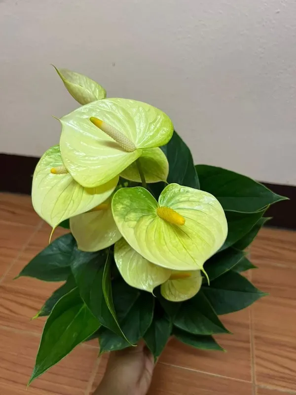 Anthurium_Plant_For_Your_Home_And_Garden_Area