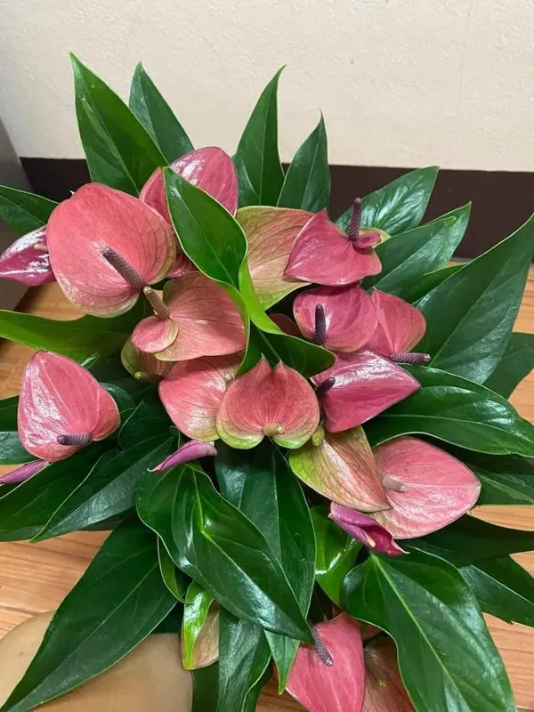 Anthurium_Plant_For_Your_Home_And_Garden_Area