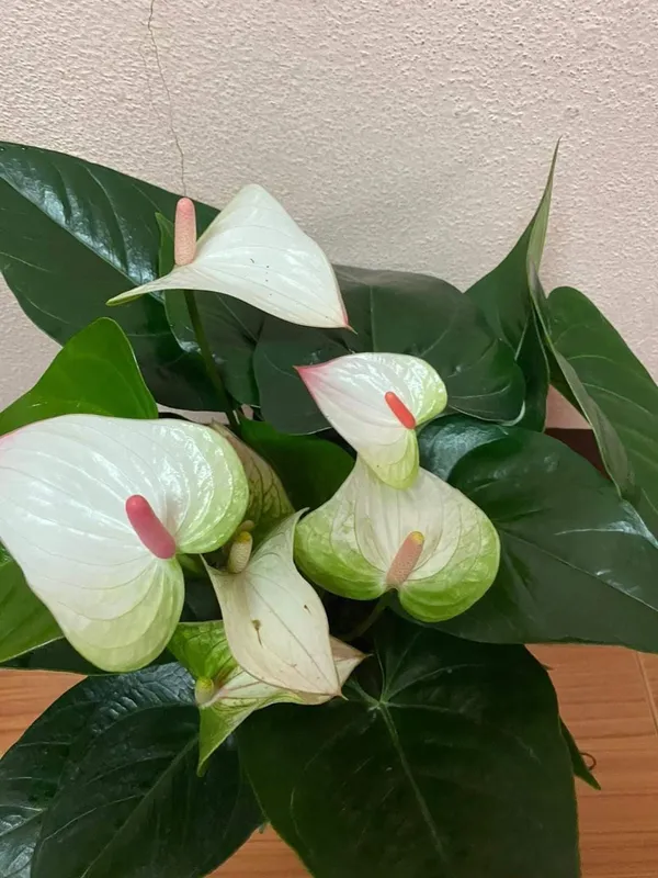 Anthurium_Plant_For_Your_Home_And_Garden_Area