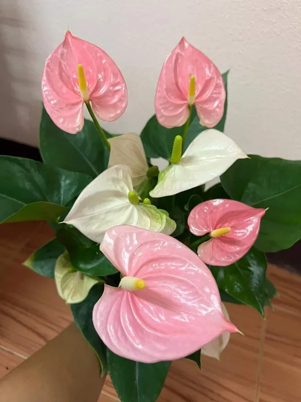 Anthurium_Plant_For_Your_Home_And_Garden_Area