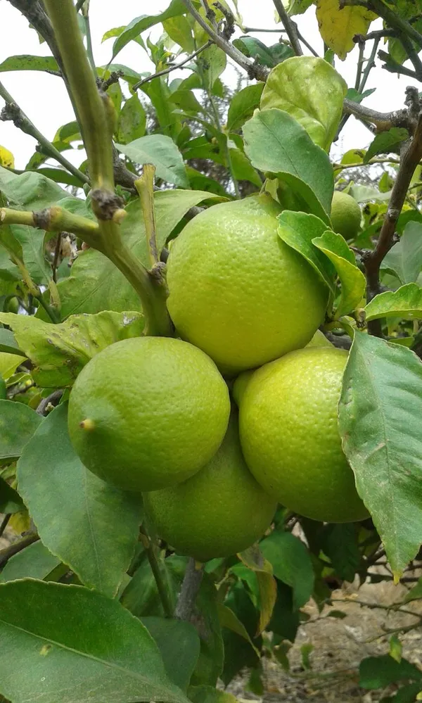 Lemon_Plant_(Hybrid,_Pack_Of_1)