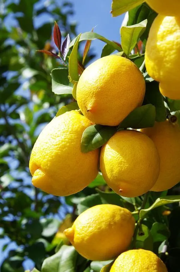 Lemon_Plant_(Hybrid,_Pack_Of_1)