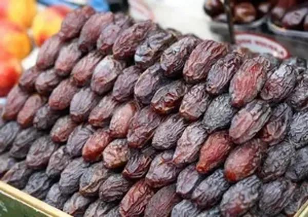 Arabian_Hybrid_Date_Plant