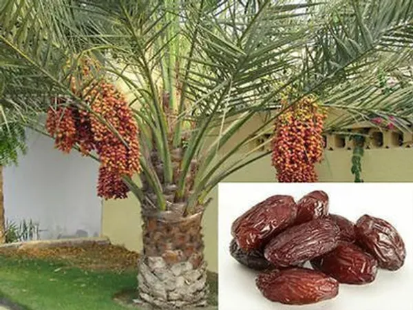 Arabian_Hybrid_Date_Plant