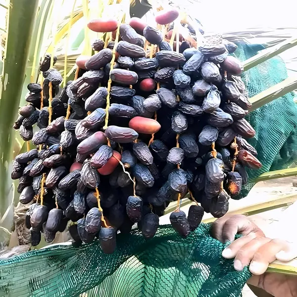 Arabian_Hybrid_Date_Plant