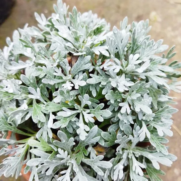 Artemisia_Stelleriana_–_Silver_Brocade
