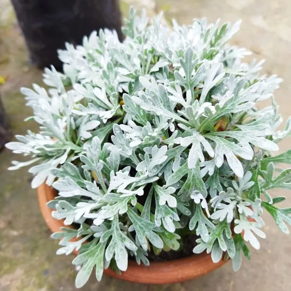 Artemisia_Stelleriana_–_Silver_Brocade