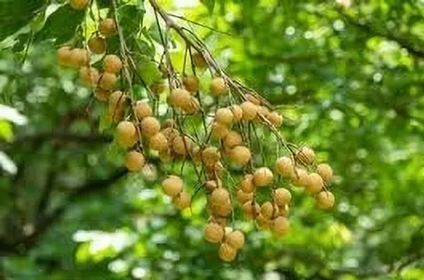 Lonicera_Japonica_(Hybrid)