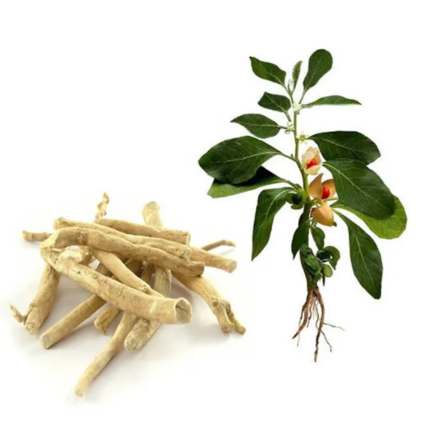 Ashwagandha_Plant_For_Your_Home_And_Garden_Area