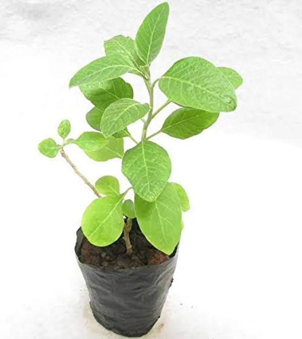 Ashwagandha_Plant_For_Your_Home_And_Garden_Area