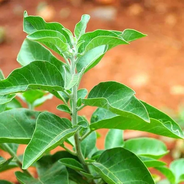 Ashwagandha_Plant_For_Your_Home_And_Garden_Area
