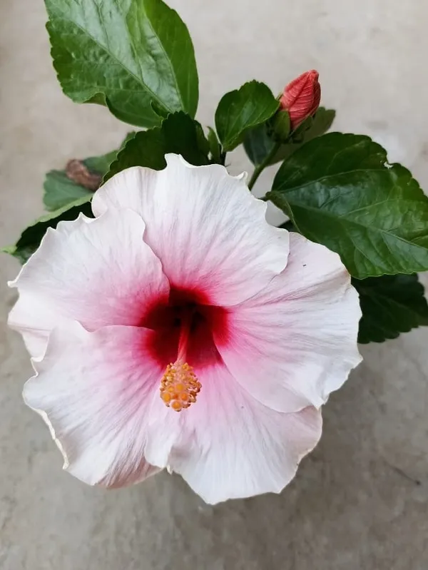 Hibiscus_Plant_(Hybrid)
