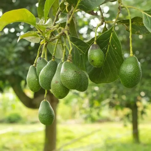 Avocado_Fruit_Plant_Grafted