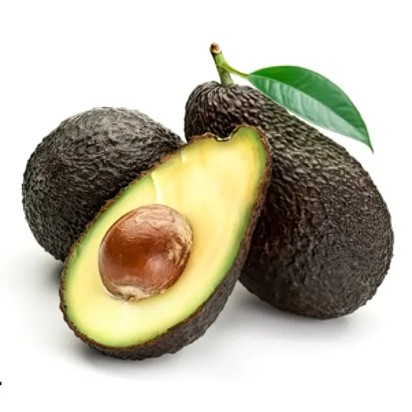 Avocado_Fruit_Plant_Grafted