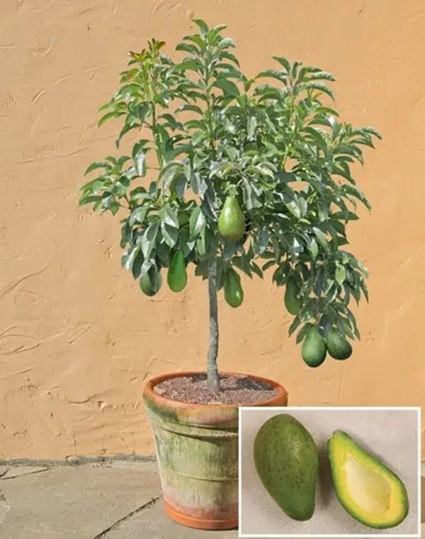 Avocado_Fruit_Plant_Grafted