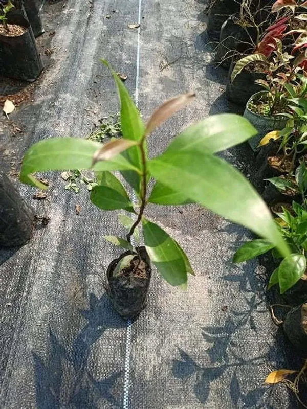 Hybrid_Jamun_Plant_|_For_Home_Garden