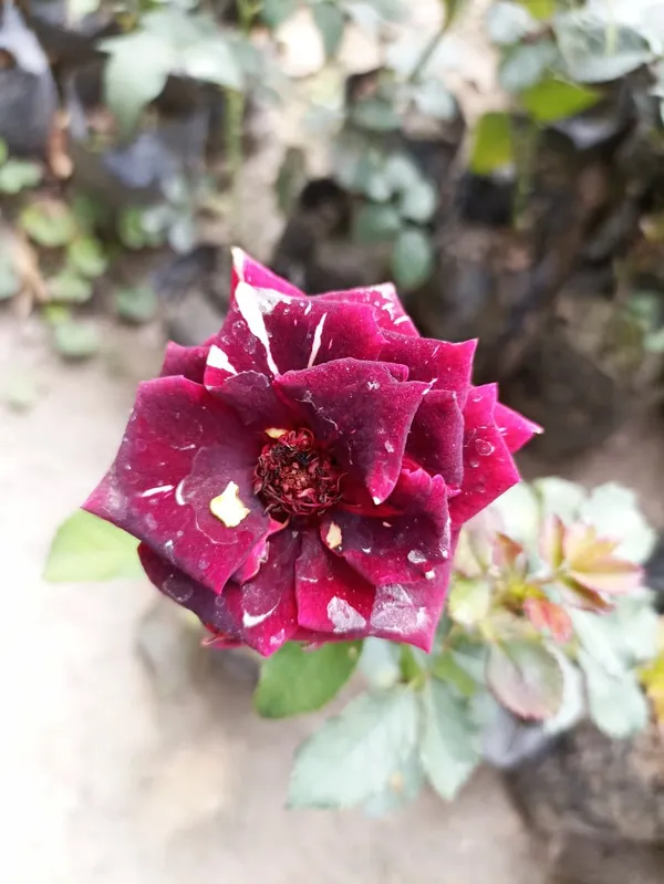 BLACK__AND_WHITR_COLOUR_HYBRID_ROSE_PLANT