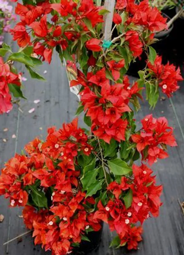 Bougainvillea_Flowering_Plant(_Dark_Red)