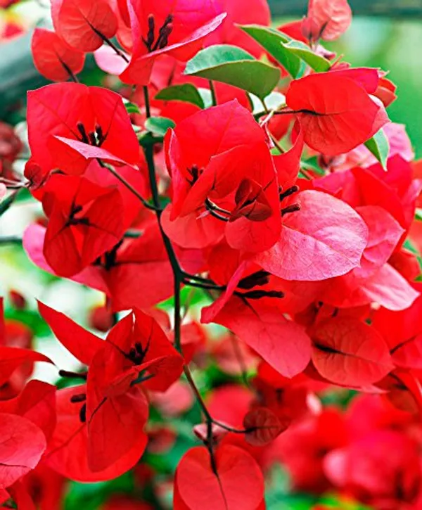 Bougainvillea_Flowering_Plant(_Dark_Red)
