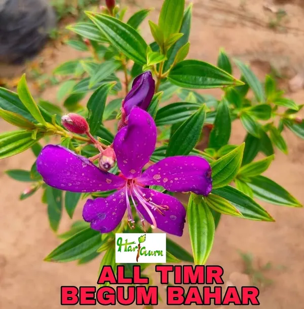 Melastoma_Malabathricum_Plant_(Hybrid)