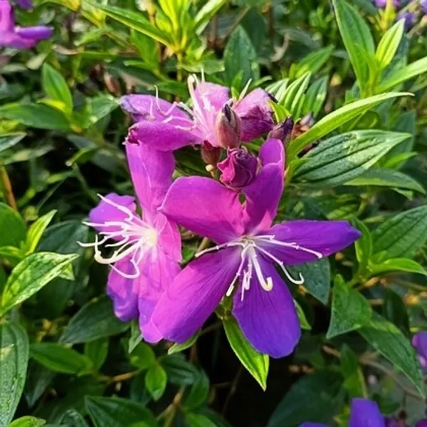 Melastoma_Malabathricum_Plant_(Hybrid)