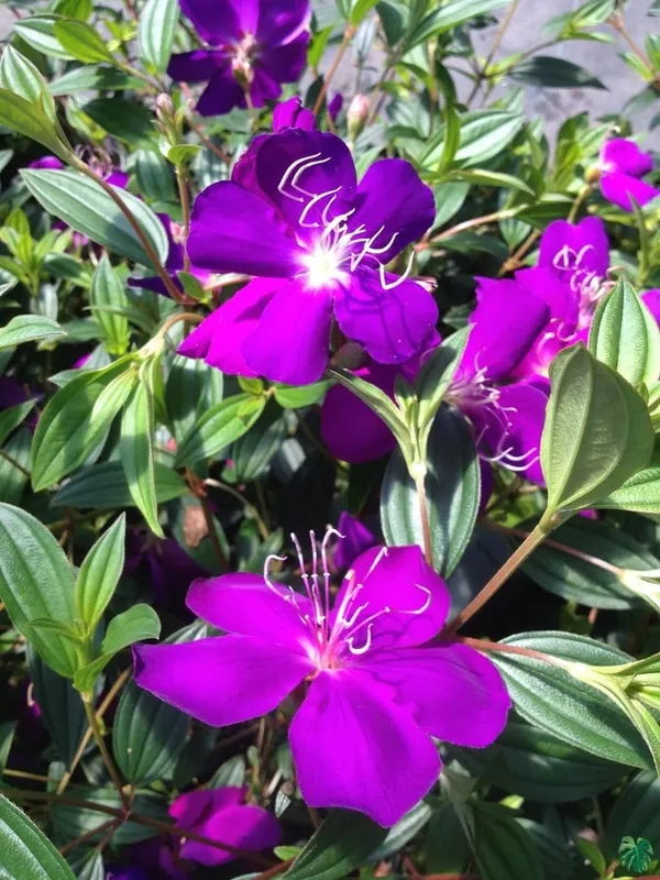 Melastoma_Malabathricum_Plant_(Hybrid)