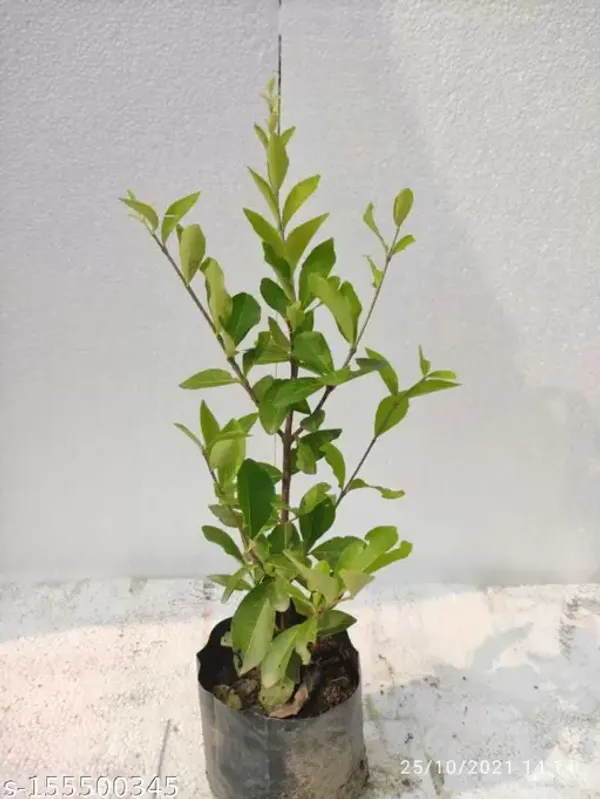 Barbados_Cherry_Big_Size_Hybrid_Fruit_Plant