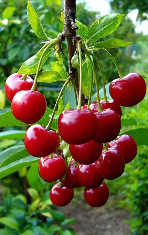 Barbados_Cherry_Big_Size_Hybrid_Fruit_Plant