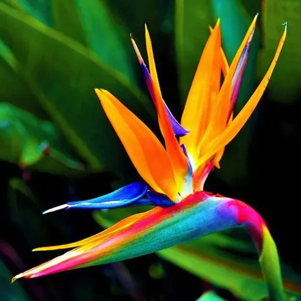 Bird_Of_Paradise_Plant_|_For_Home_Garden