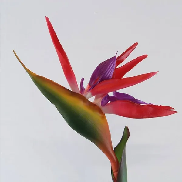 Bird_Of_Paradise_Plant_|_For_Home_Garden