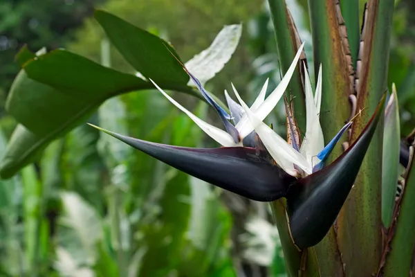 Bird_Of_Paradise_Plant