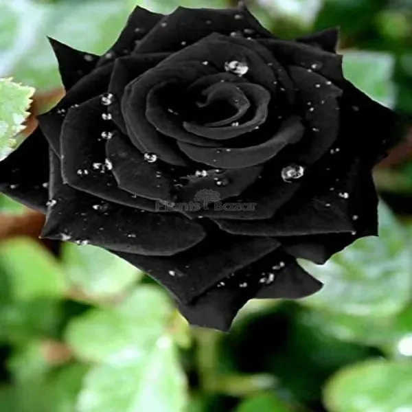 Black_Rare_Rose_Plant_|_Hybrid_Grafting_Plant