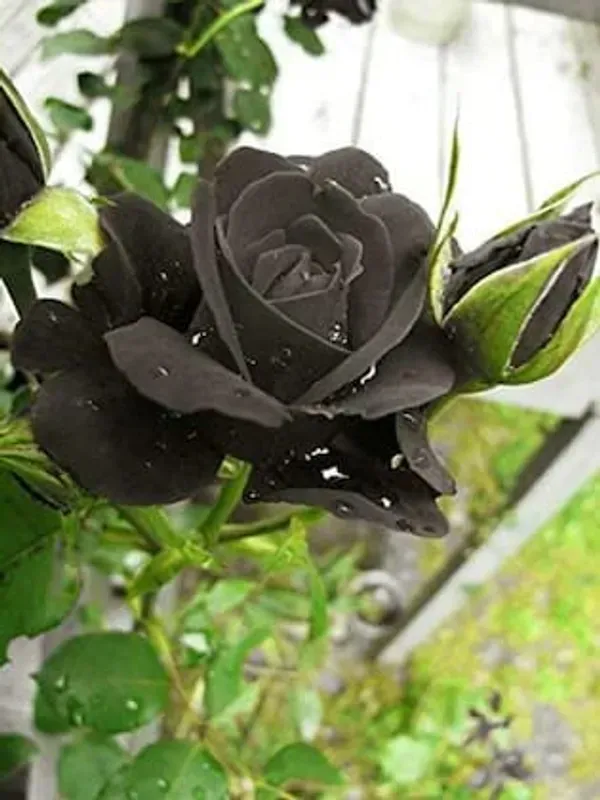 Black_Rare_Rose_Plant_|_Hybrid_Grafting_Plant
