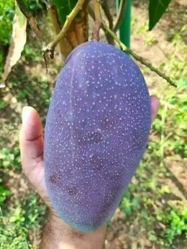 Grafted_Black_Stone_Mango_Plant_|_For_Home_Garden