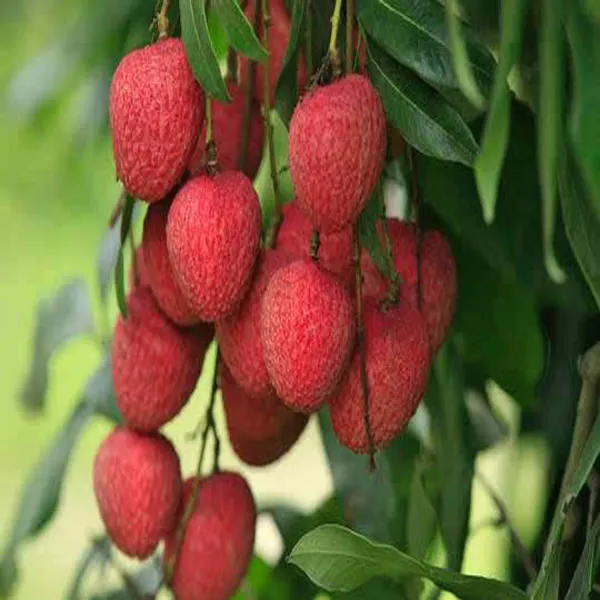 Bombai_Litchi_(Grafted)_Plant