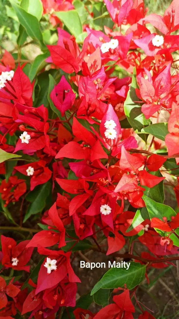 Bougainvillea_Plant_(Hybrid)