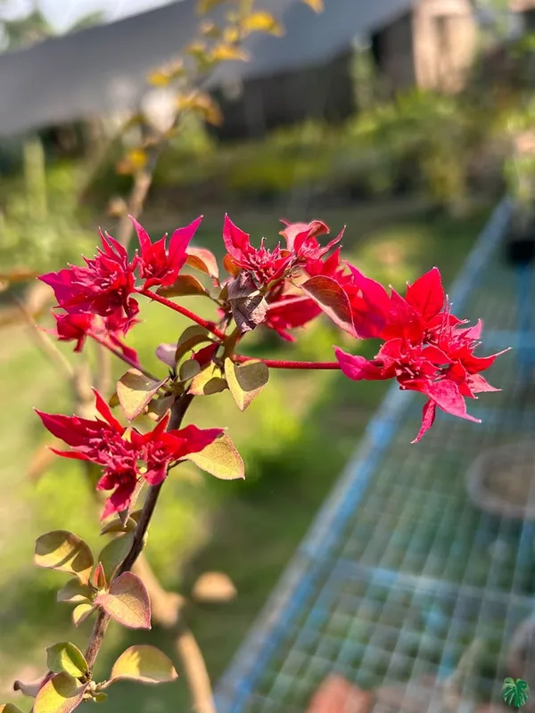 Bougainvillea_Plant_(Hybrid)