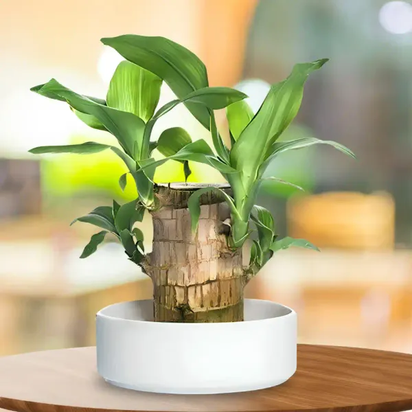 Brazilian_Lucky_Wood_Plant