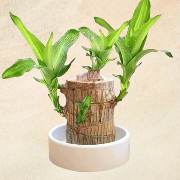 Brazilian_Lucky_Wood_Plant