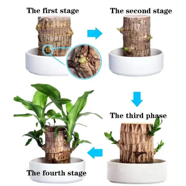 Brazilian_Lucky_Wood_Plant