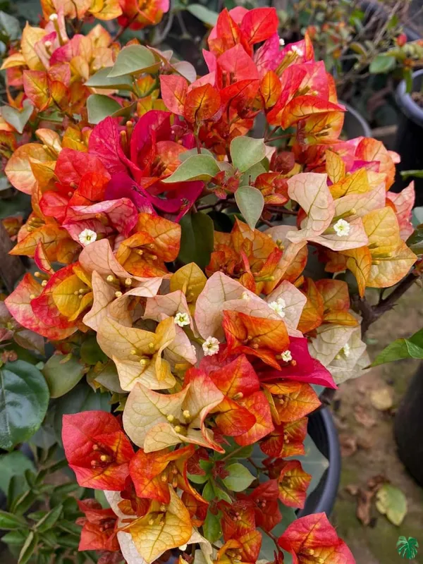Chitra_Bougainvillea_Flowering_Plant