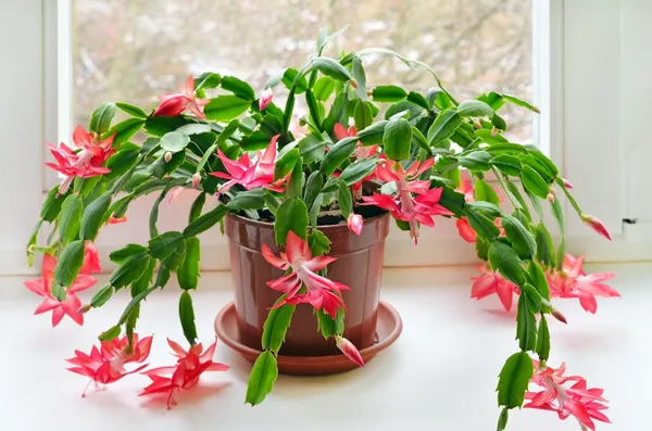 Christmas_Cactus_Plant_For_Your_Home_And_Garden_Area