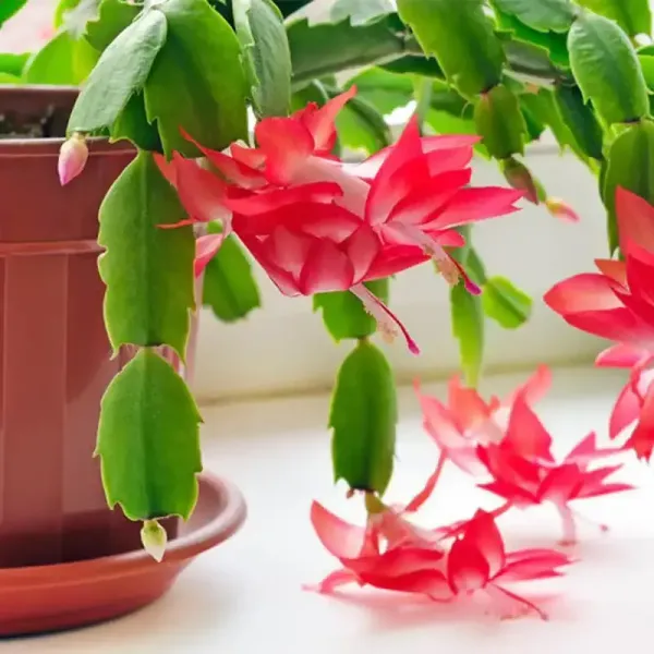 Christmas_Cactus_Plant_For_Your_Home_And_Garden_Area